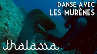 Danse avec les murènes