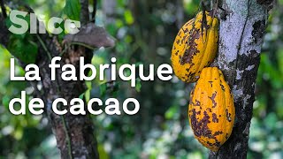 Documentaire Baracoa, la capitale du cacao cubain