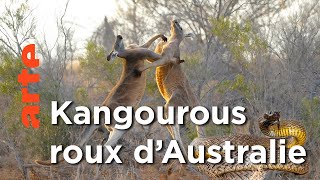 Déserts | Au cœur de l'Australie sauvage | Episode 02