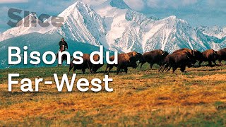 États-Unis : rassemblement de bisons avec les cow-boys du Far-West