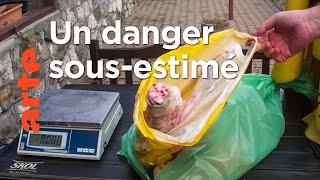 Documentaire La peste porcine en Europe