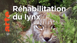 Le lynx | Les animaux sauvages d'Europe