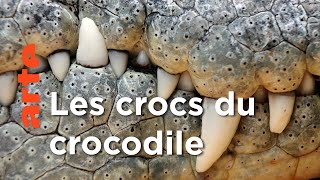 Documentaire Les crocodiles | Les superpouvoirs des animaux