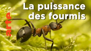 Les fourmis - Les superpouvoirs des animaux