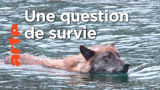Documentaire Les loups pêcheurs du Canada