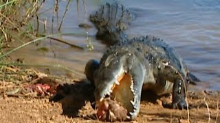 Documentaire Terres de légendes | Les crocodiles sacrés du lac Anivorano