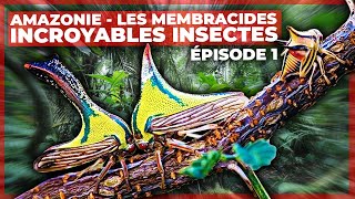 Documentaire Amazonie – Les membracides, incroyables insectes – Episode 1