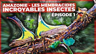 Amazonie - Les membracides, incroyables insectes - Episode 1