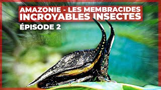 Documentaire Amazonie – Les membracides, incroyables insectes – Episode 2
