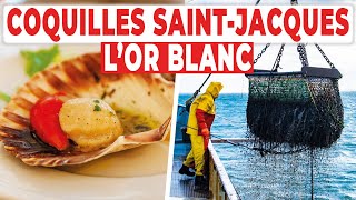 Documentaire Coquilles Saint-Jacques : à la recherche de l’or blanc