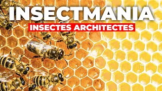 Insectmania - Insectes Architectes