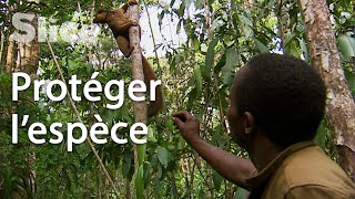Documentaire Madagascar : les gardiens des lémuriens