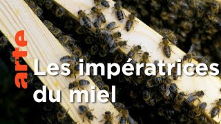 L'abeille noire de Sicile | Les maîtres des abeilles