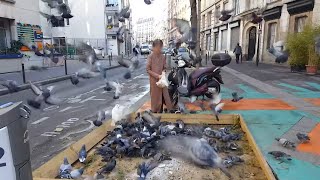 Documentaire Pigeons, le fléau des villes