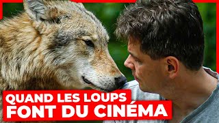 Quand les loups font du cinéma