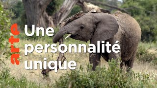 Documentaire Question de personnalité | Les réseaux sociaux des animaux