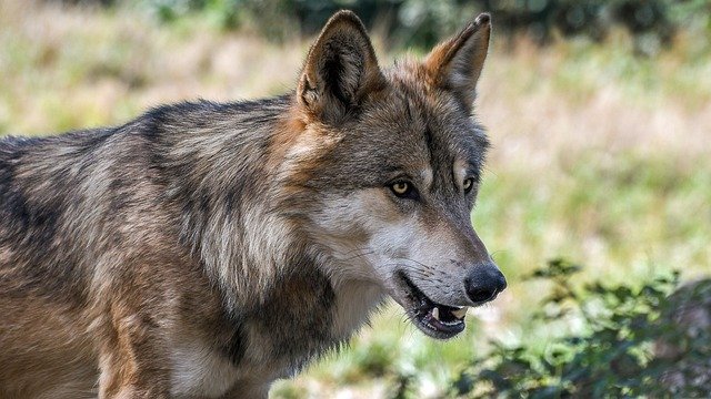 Le parc animalier,  plaisir et découverte