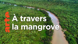 Documentaire L’Irrawaddy : Le monde fascinant de la mangrove | Deltas du monde