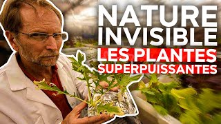 Nature Invisible - Les plantes superpuissantes