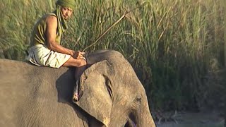 Documentaire Népal : sur la piste du rhinocéros