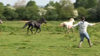 La SPA lutte pour récupérer des chevaux sauvages