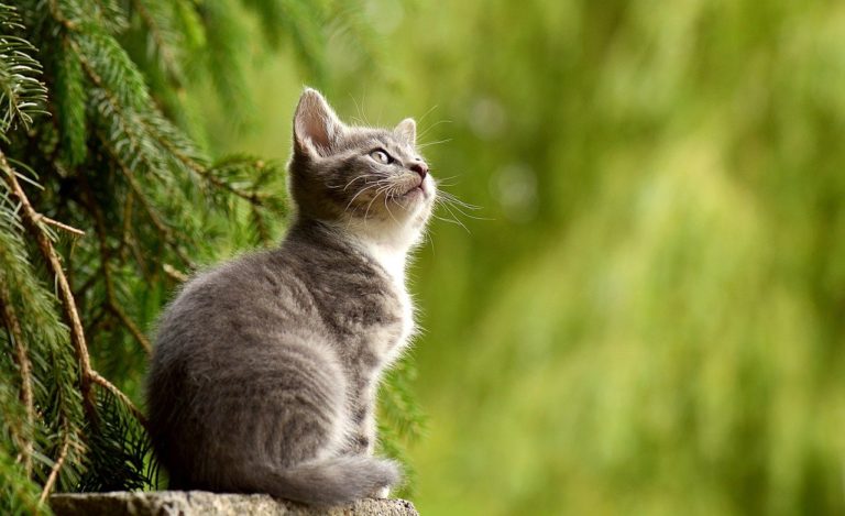 Article | Tout ce qu’il faut savoir sur le chat