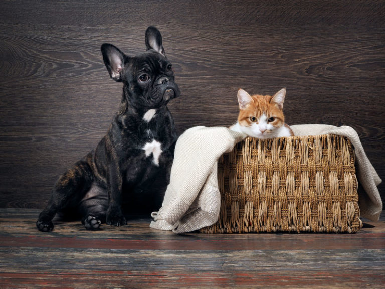 Article | Top 4 des maladies alimentaires les plus courantes chez les chats