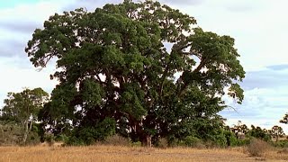 Documentaire La vie extraordinaire autour d’un arbre