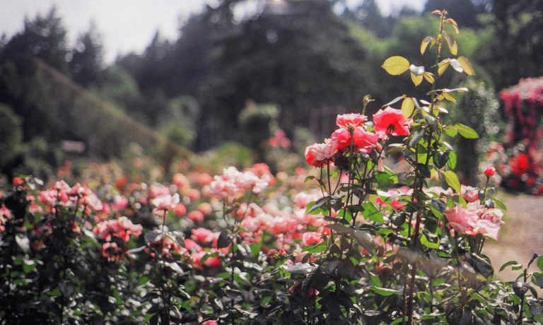 Article | Le jardin Fontana Rosa à Menton