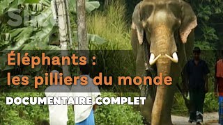 Documentaire Le lien sacré entre les hommes et les éléphants