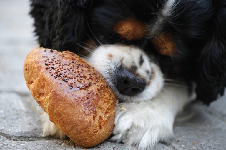 Article | Les cinq aliments que votre chien doit éviter de manger