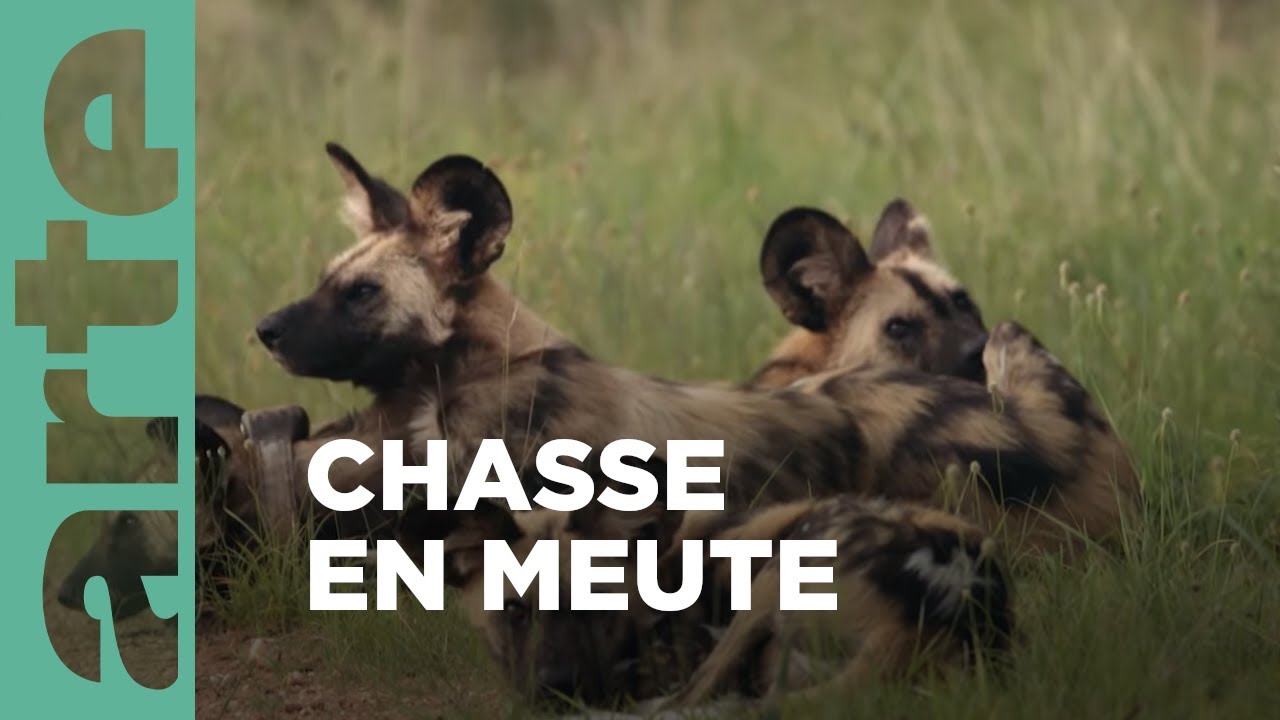 Documentaire Des canidés alliés pour lutter | Chats et chiens sauvages