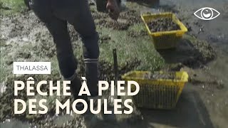 Documentaire Pêche à pied des moules