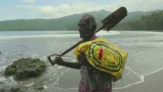Documentaire Iles Solomon : le bois pour les arbres