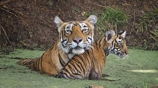 Inde : les tigres en voie d'extinction