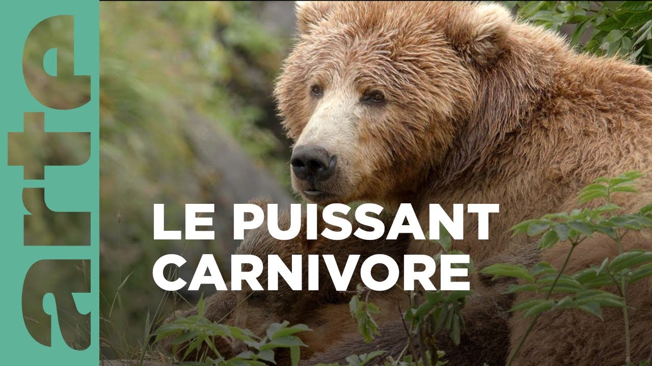 Les ours bruns, colosses de l’Alaska |