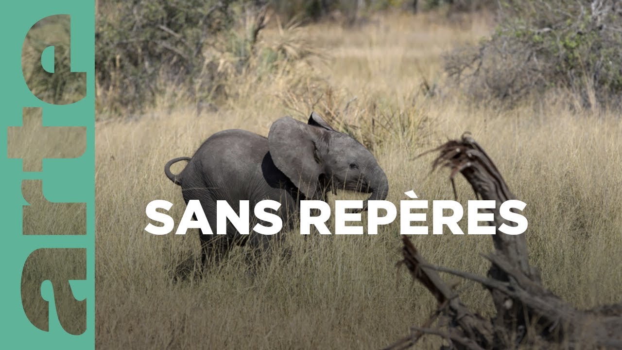 Documentaire Naledi, l’éléphanteau orphelin 