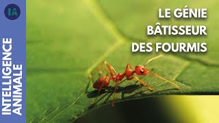 L'incroyable mégastructure des fourmis