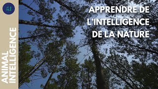 Préserver la forêt des Landes