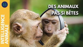 Quels sont les animaux intelligents ?