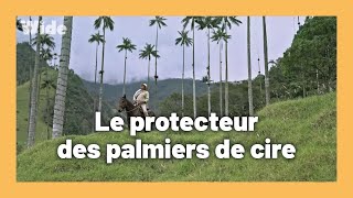 Documentaire Colombie : la nurserie des palmiers de cire