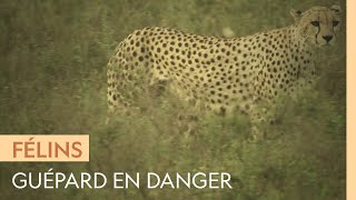 Documentaire Entre lions et hyènes, la concurrence est rude pour les guépards