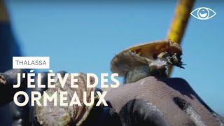 Documentaire J’élève des ormeaux à Plouguerneau