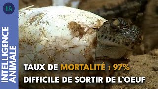 La dure vie des bébés crocodiles