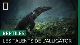 Documentaire L’alligator, bâtisseur des étangs des Everglades