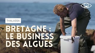 Documentaire Le business des algues en Bretagne