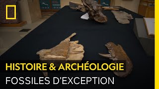 Documentaire Les précieux fossiles du tout premier dinosaure jamais décrit : le mégalosaure