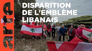 Documentaire Liban : tant qu’il y aura des cèdres