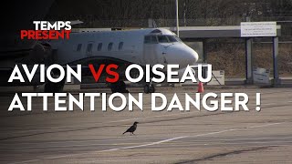 Documentaire Avion contre oiseau, attention danger !