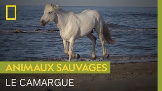 Le camargue, petit cheval rustique du sud de la France